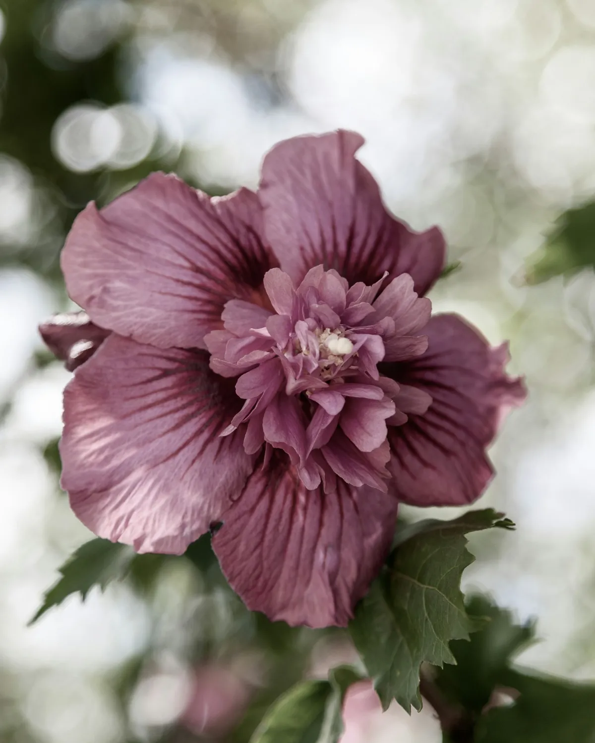 Een mauve bloem in close up